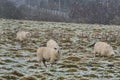 Flock of cute sheep grazing snowy grass along Ticknock Road, Co. Dublin, Ireland. Beautiful winter scenery. Unusual Irish winter