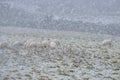 Flock of cute sheep grazing snowy grass along Ticknock Road, Co. Dublin, Ireland. Beautiful winter scenery. Unusual Irish winter