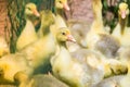 Flock of cute yellow ducklings in Spring Royalty Free Stock Photo