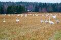 A Flock of Cygnus cygnus Whooper Swan on a field.