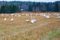 A Flock of Cygnus cygnus Whooper Swan on a field. Royalty Free Stock Photo