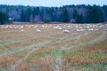 A Flock of Cygnus cygnus Whooper Swan on a field.