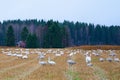 A Flock of Cygnus cygnus Whooper Swan on a field.