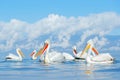 Flock Dalmatian pelican, Pelecanus crispus, in Lake Kerkini, Greece. Palican with open wing, hunting animal. Wildlife scene from E Royalty Free Stock Photo