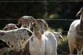 A flock of Damara sheep waiting by the farm gate