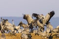 Flock of dancing Cranes at spring