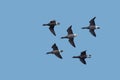 A flock of Dark-bellied Brent Geese flying against a blue sky. Royalty Free Stock Photo