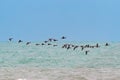 A flock of Dark-bellied Brent Geese migrating.