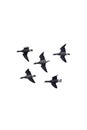 A flock of Dark-bellied Brent Geese cutout. Royalty Free Stock Photo