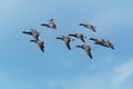 A flock of Dark-bellied Brent Geese in flight. Royalty Free Stock Photo