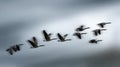 Flock of Canada Geese Flying in Formation Against a Cloudy Sky Royalty Free Stock Photo