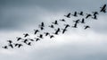 Flock of Geese Flying in V Formation Against Cloudy Sky Royalty Free Stock Photo
