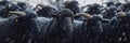 Flock of Dark Sheep in Winter Snow Royalty Free Stock Photo