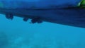 A flock of dark surgeon fish underwater bites and eats silt from the bottom of a blue boat bobbing on the waves