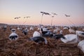 Flock of decoy water birds deployed near a lake Royalty Free Stock Photo