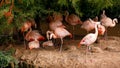 Flock of deep pink Carribbean flamingoes at zoo Royalty Free Stock Photo