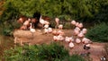 Flock of deep pink Carribbean flamingoes at zoo