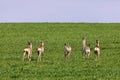 A Flock of deer with summer grazing on green grass