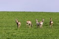 A Flock of deer with summer grazing on green grass Royalty Free Stock Photo