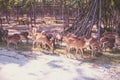 Flock of the deer in the zoo. Outdoors.