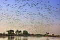 Flock of demoiselle crains flying in blue sky, Khichan village, Royalty Free Stock Photo