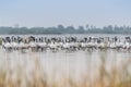 A Flock of Demoiselle Cranes