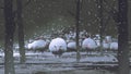 Flock of demon sheep in winter landscape