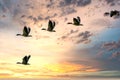 Flock detailed Geese flying in a beautiful blue sky. birds flying in the shape of v on the cloudy sunset sky. background