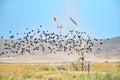 Flock of Red Winged BlackBirds Flying Over Royalty Free Stock Photo