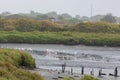 A flock of different swamp birds in front of industrial landscape - flamingo have rest in the swamp of Portugal Royalty Free Stock Photo