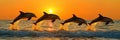 A flock of dolphins frolicing at sunse Royalty Free Stock Photo