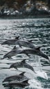 A flock of dolphins frolicking in the ocean waves jumps above the surface of the water