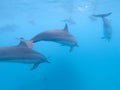Flock of dolphins playing in the blue water near Mafushi island, Maldives