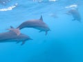 Flock of dolphins playing in the blue water near Mafushi island, Maldives Royalty Free Stock Photo