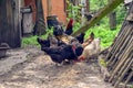 A flock of domestic adult hens eat grain from the ground in the courtyard of a rural house. The concept of growing poultry on the