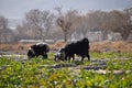 Flock of domestic animal mammals goat eating grass outdoors landscape photo near highway Quetta city Balochistan