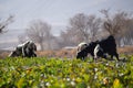 Flock of domestic animal mammals goats eating grass outdoors landscape photo near highway Quetta city Balochistan