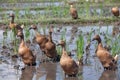 Flock of domestic ducks in Balinese rice field