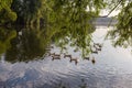 Flock of domestic ducks on morning pond under willows branches