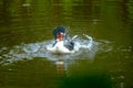 Flock of domestic ducks swimming in the backwaters Royalty Free Stock Photo