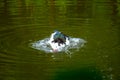 Flock of domestic ducks swimming in the backwaters Royalty Free Stock Photo