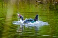 Flock of domestic ducks swimming in the backwaters. Royalty Free Stock Photo