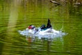 Flock of domestic ducks swimming in the backwaters Royalty Free Stock Photo