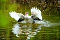 Flock of domestic ducks swimming in the backwaters Royalty Free Stock Photo