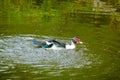 Flock of domestic ducks swimming in the backwaters Royalty Free Stock Photo