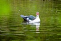 Flock of domestic ducks swimming in the backwaters Royalty Free Stock Photo