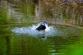 Flock of domestic ducks swimming in the backwaters Royalty Free Stock Photo