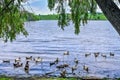 A flock of domestic ducks swims in the pond under the willow branches. Rural lake with waterfowl birds on a sunny spring summer Royalty Free Stock Photo