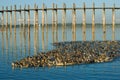 A flock of domestic ducks at U-Bein Bridge, Myanmar Burma Royalty Free Stock Photo