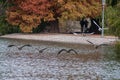 Flock of domestic geese (Anser anser) flying over a lake in Buenos Aires, Argentina Royalty Free Stock Photo